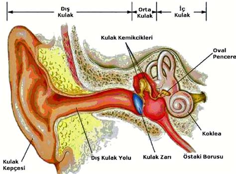 kulak hakkında bilgi 3 sınıf